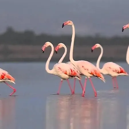 Apartment Costa De Verano With Swimming Pool In The Center Of